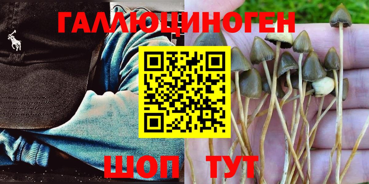 Владимир  Галлюциногенные грибы ЛСД  Вход с VPN  Псилоцибиновые грибы прущие грибы 